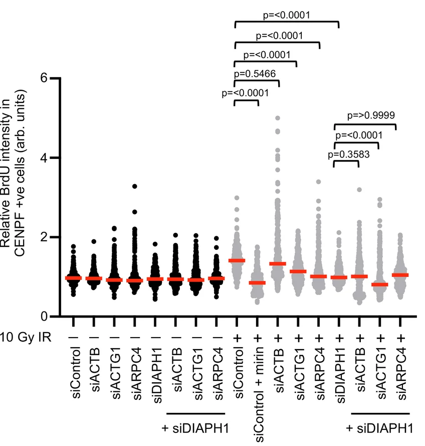 Open access visualization of Scatter Plot, siRNA, HeLa Cells, BrdU, Ionizing Radiation