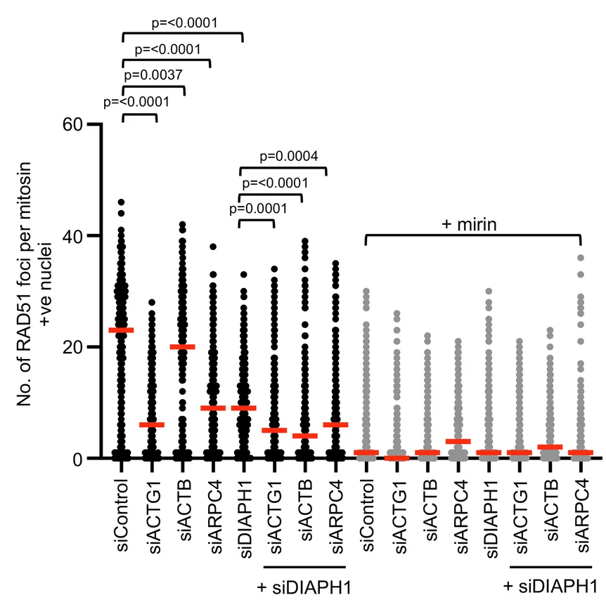 Open access visualization of Scatter Plot, HeLa Cells, siRNAs, CPT, RAD51 Foci