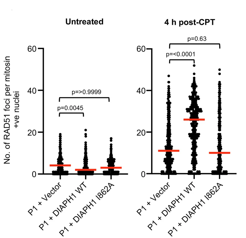 Open access visualization of Scatter Plot, Error Bars, CPT, RAD51 Foci, DIAL Syndrome