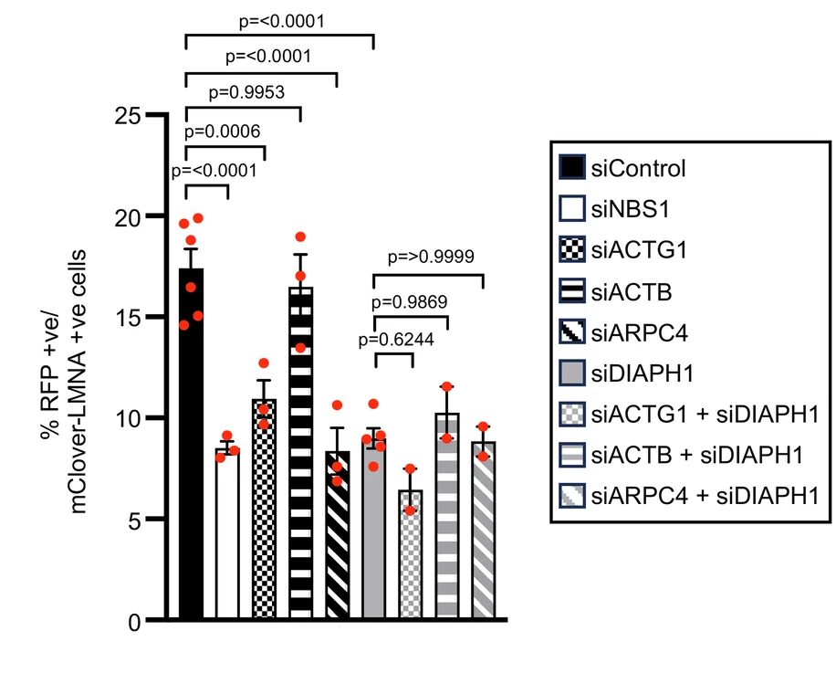 Open access visualization of Bar Plot, Error Bars, siRNA, HeLa Cells, HR