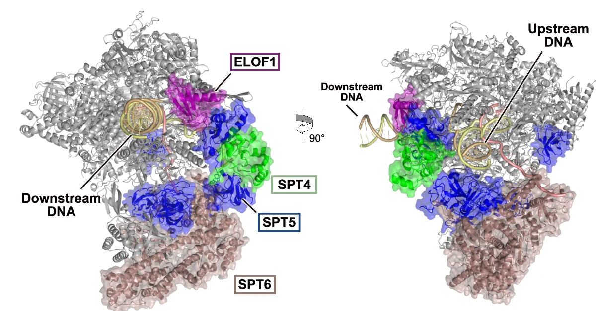 Open access visualization of Protein Structure, Chemical Structure, Cryo-EM Structure, Transcribing EC, HeLa Cell Nuclei