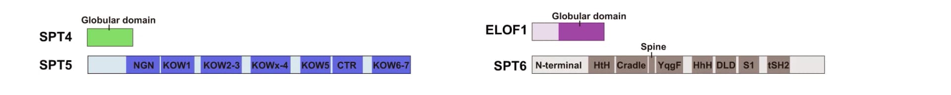 Open access visualization of Illustration, Elongation Factors, Domain Architecture