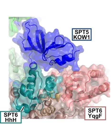Open access visualization of Protein Structure, SPT5, KOW1 Domain, SPT6, HhH Domain