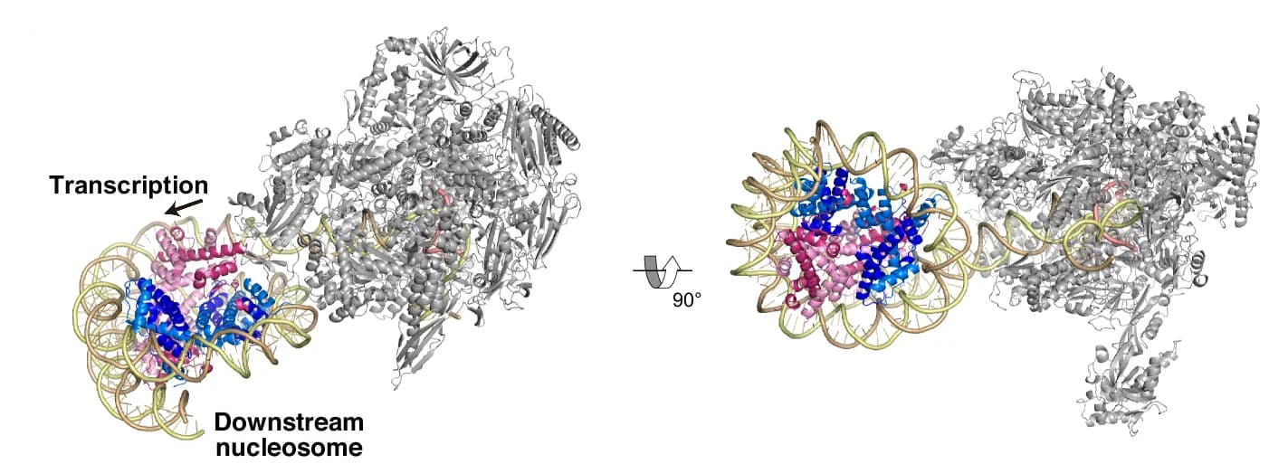 Open access visualization of Protein Structure, Chemical Structure, EC-downstream Nucleosome, Nucleosome