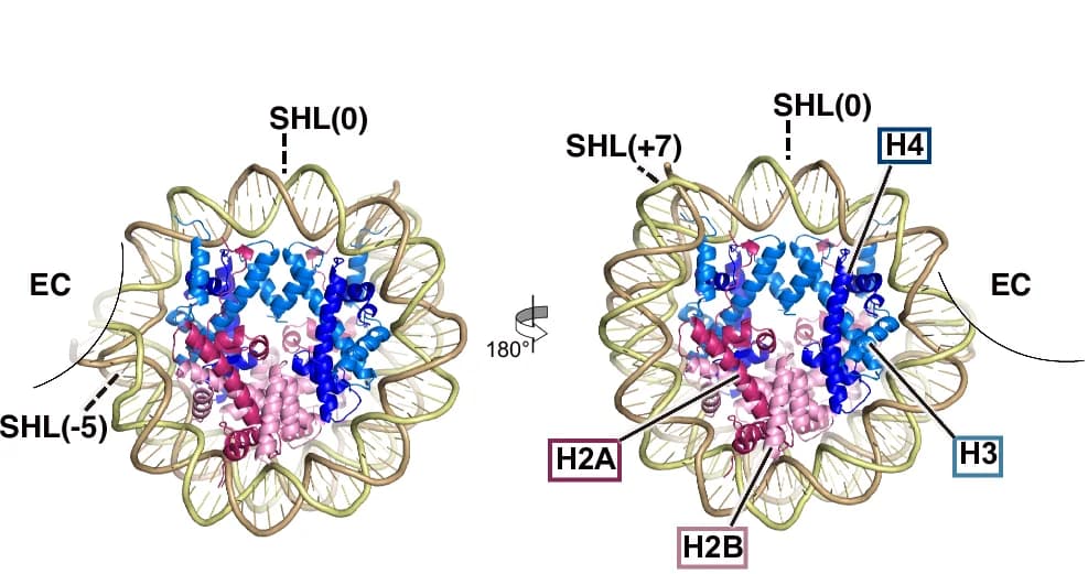 Open access visualization of Protein Structure, Downstream Nucleosome, Nucleosome