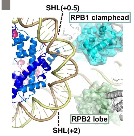 Open access visualization of Protein Structure, Chemical Structure, RPB1 Clamphead, RPB2 Lobe, Nucleosomal DNA