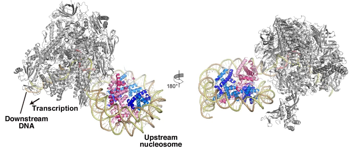 Open access visualization of Protein Structure, EC-upstream Nucleosome