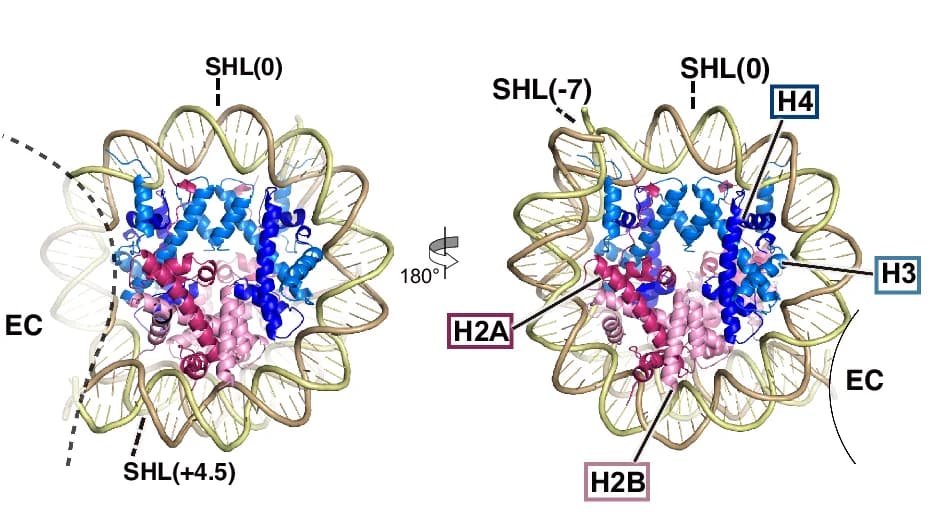 Open access visualization of Protein Structure, 3D Plot, Upstream Nucleosome