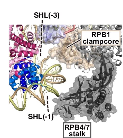 Open access visualization of Protein Structure, RPB4/7 Stalk, RPB1 Clampcore, Upstream Nucleosome, Ribbon Model