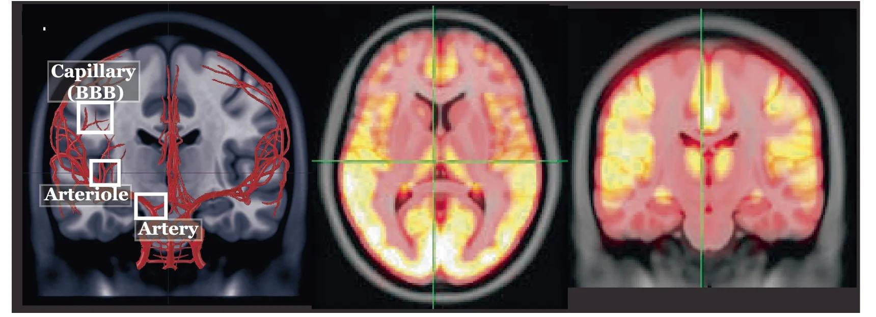 Open access visualization of Microscopy, Brain Vascular Levels, Artery, Arteriole, Capillary