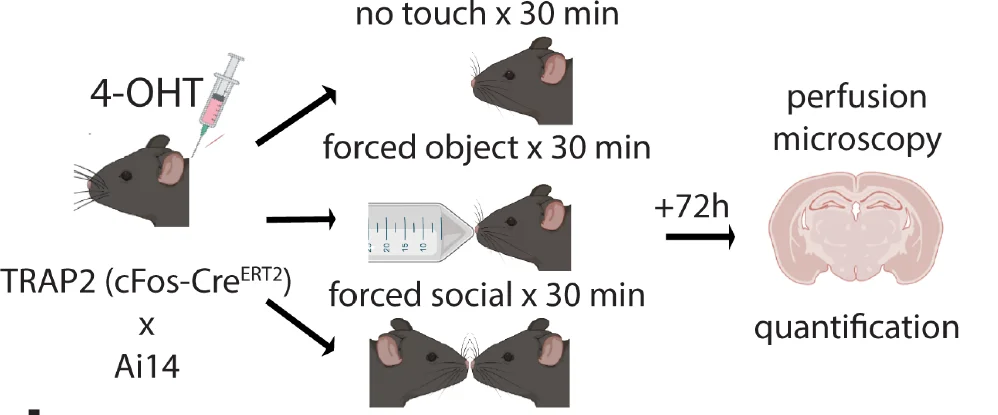 Open access visualization of Workflow, TRAP2 WT Mice, Social Touch, Object Touch, cFos Expression