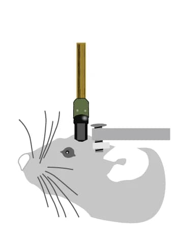 Open access visualization of Illustration, Mouse, Neuropixels Probe, Implantation