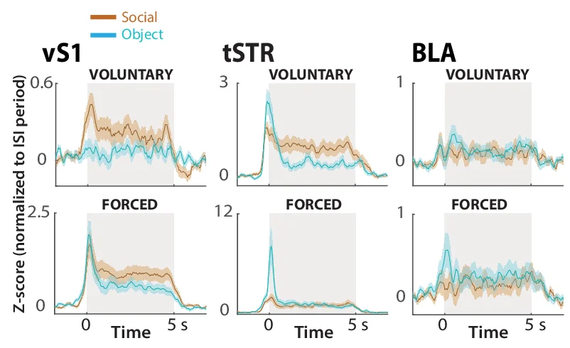 Open access visualization of Line Plot, Error Bars, Z-score, vS1 Cells, tSTR Cells