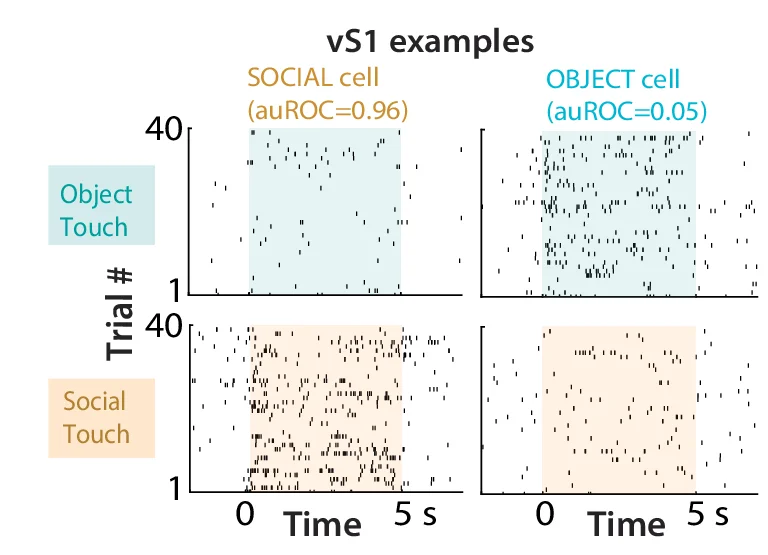 Open access visualization of Scatter Plot, Object-Preferring Cells, Social-Preferring Cells, vS1, tSTR