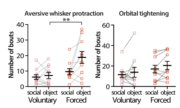 Open access visualization of Scatter Plot, Error Bars, Whisker Protraction, Orbital Tightening, Social Touch