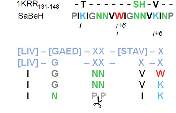 Open access visualization of Illustration, Amino Acid Sequence, SaBeH, Hexapeptide, Beta-helical Domains