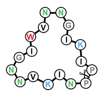 Open access visualization of Pathway, Beta-helical Rung, Beta-strand, Hexapeptide Repeat, Lysine Ladder