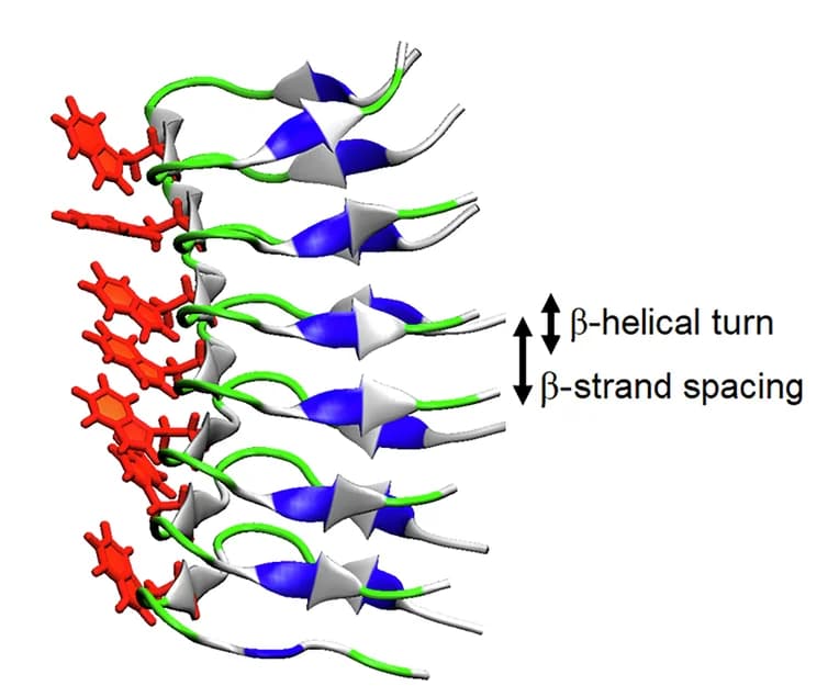 Open access visualization of Protein Structure, Chemical Structure, MD Simulation, Beta-helix, Beta-helical Turns