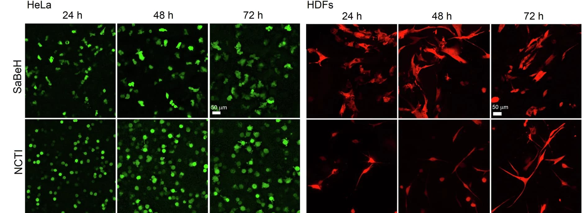 Open access visualization of Microscopy, Fluorescence Micrographs, HeLa Cells, HDFs, GFP