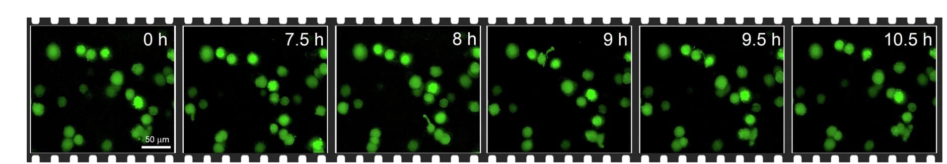 Open access visualization of Microscopy, Time-Lapse Micrographs, HeLa Cells, SaBeH Gels