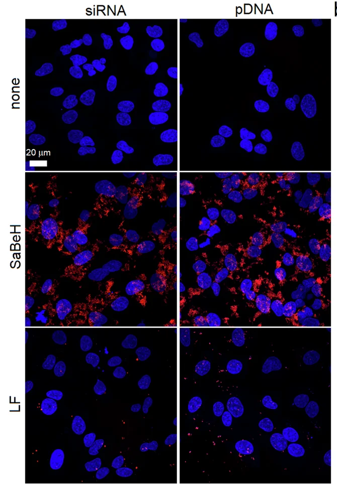 Open access visualization of Microscopy, Fluorescence Micrographs, HeLa Cells, siRNA, pDNA