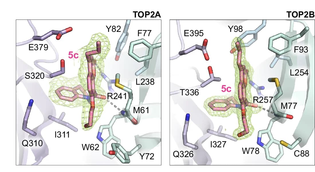 Open access visualization of Protein Structure, Chemical Structure, Obex Pocket, Compound 5c, TOP2A