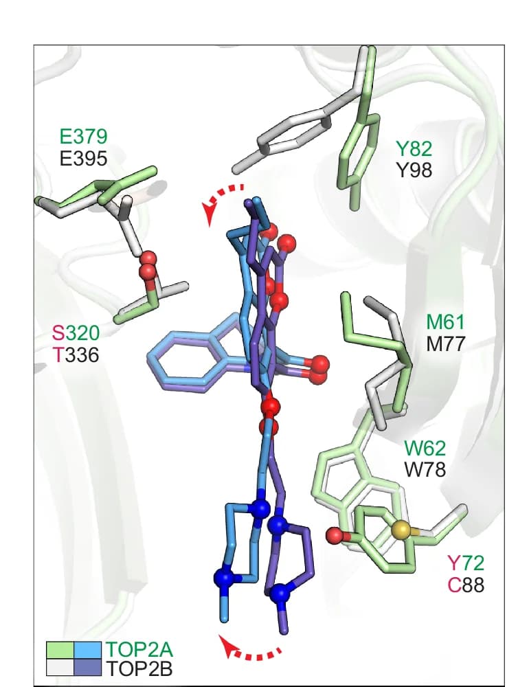 Open access visualization of Protein Structure, Chemical Structure, Overlay, Topobexin, Obex Pocket