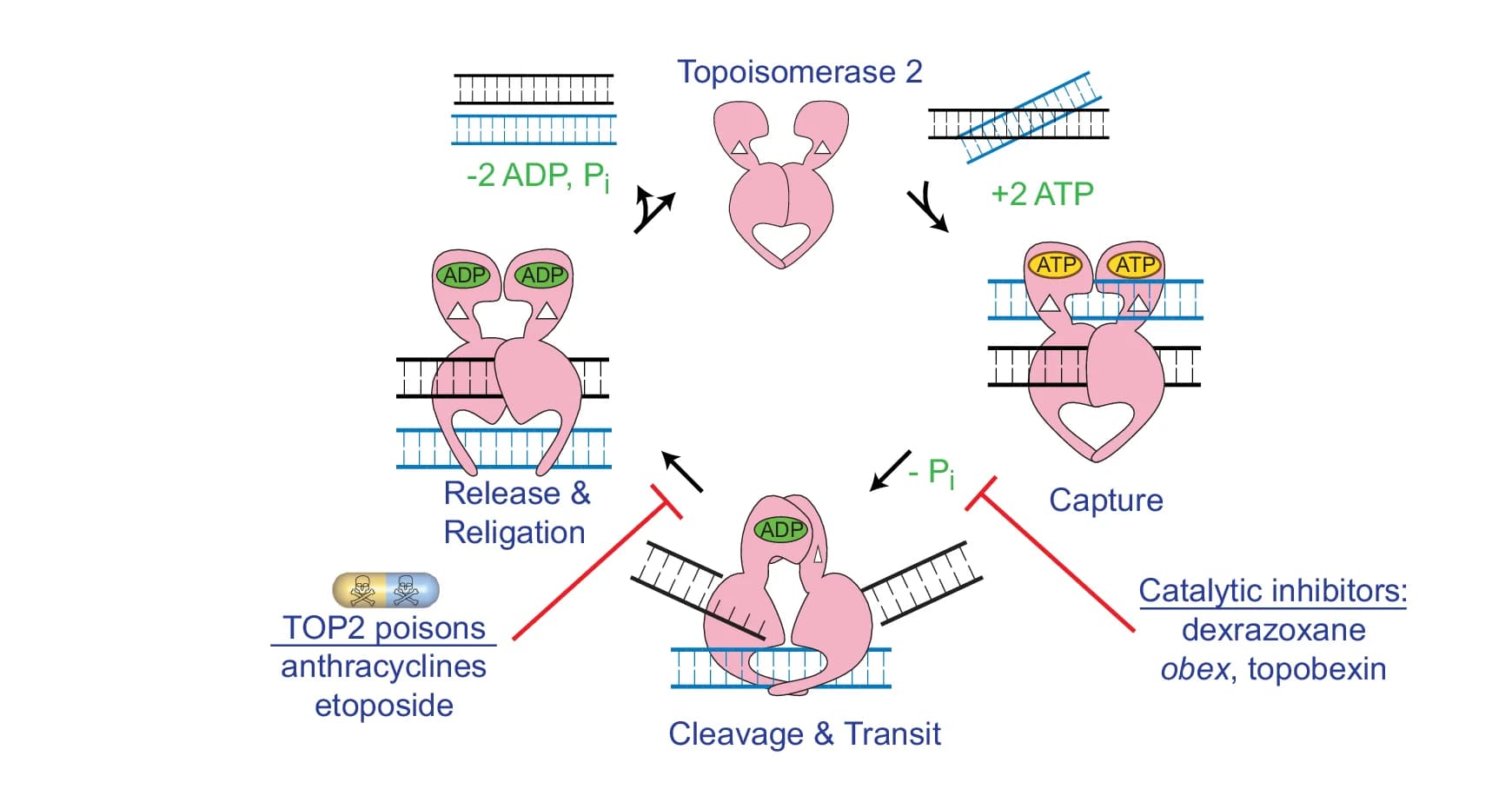 Open access visualization of Workflow, Illustration, TOP2, Topobexin, Dexrazoxane