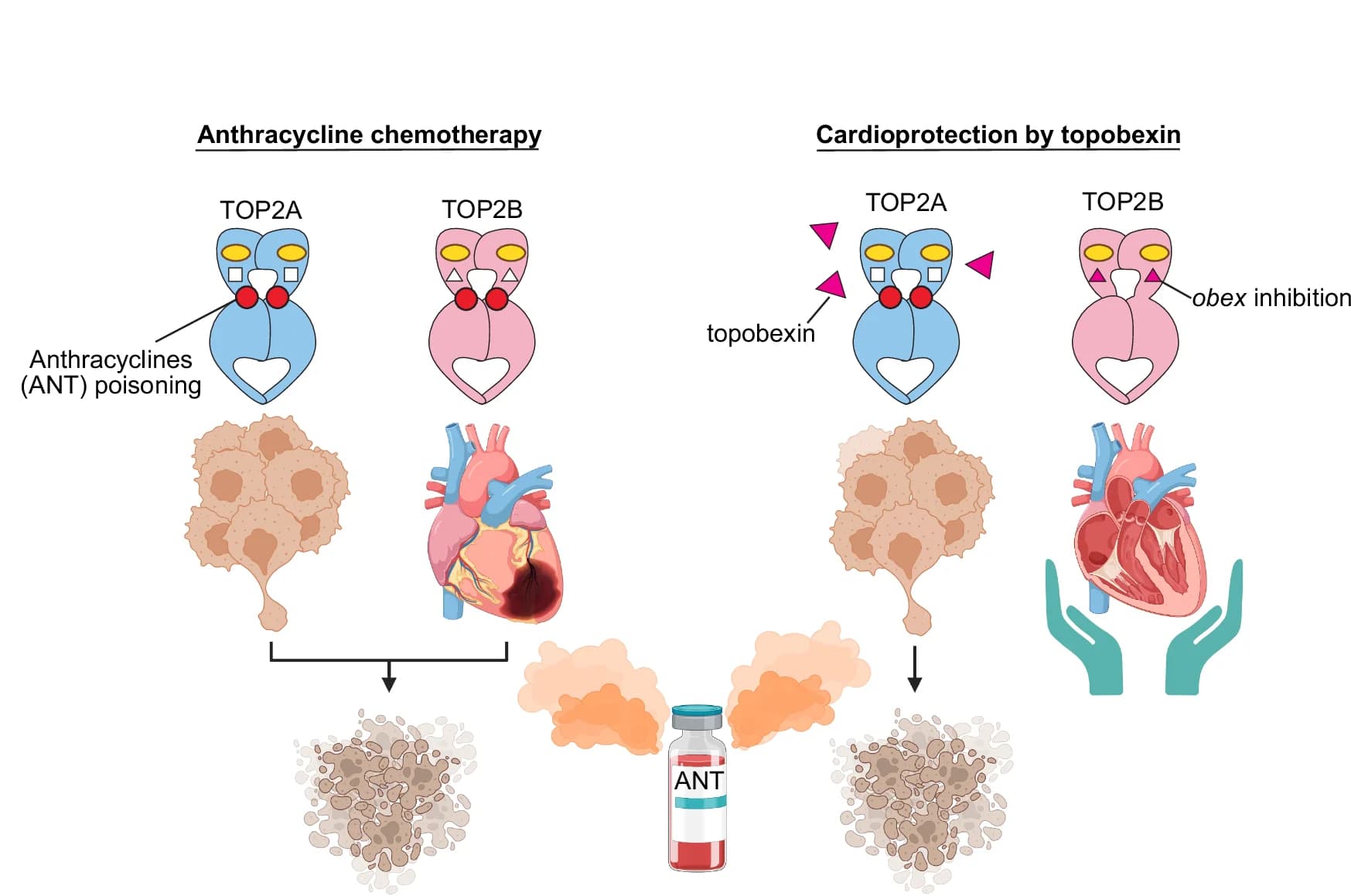 Open access visualization of Illustration, Workflow, Anthracyclines, TOP2A, TOP2B