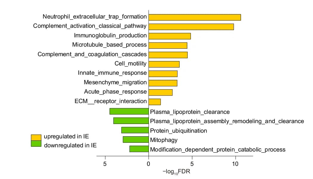 Open access visualization of Bar Plot, Bar Chart, Dysregulated Pathways, Infective Endocarditis, False Discovery Rate