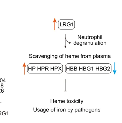 Open access visualization of Workflow, Flowchart, Illustration, Schematic, LRG1