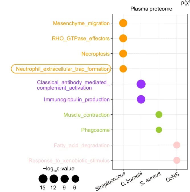 Open access visualization of Bubble Plot, Bubble Chart, Enriched Pathways, Pathogens, Plasma