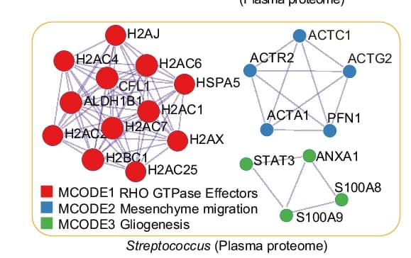 Open access visualization of Network, Pathway, PPIs, Molecular Complex Detection, Streptococcus Group
