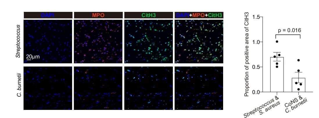Open access visualization of Microscopy, Bar Plot, Error Bars, Scatter Plot, IF Staining