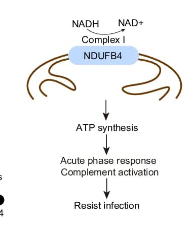 Open access visualization of Workflow, Flowchart, Schematic, NDUFB4, Infection Resistance