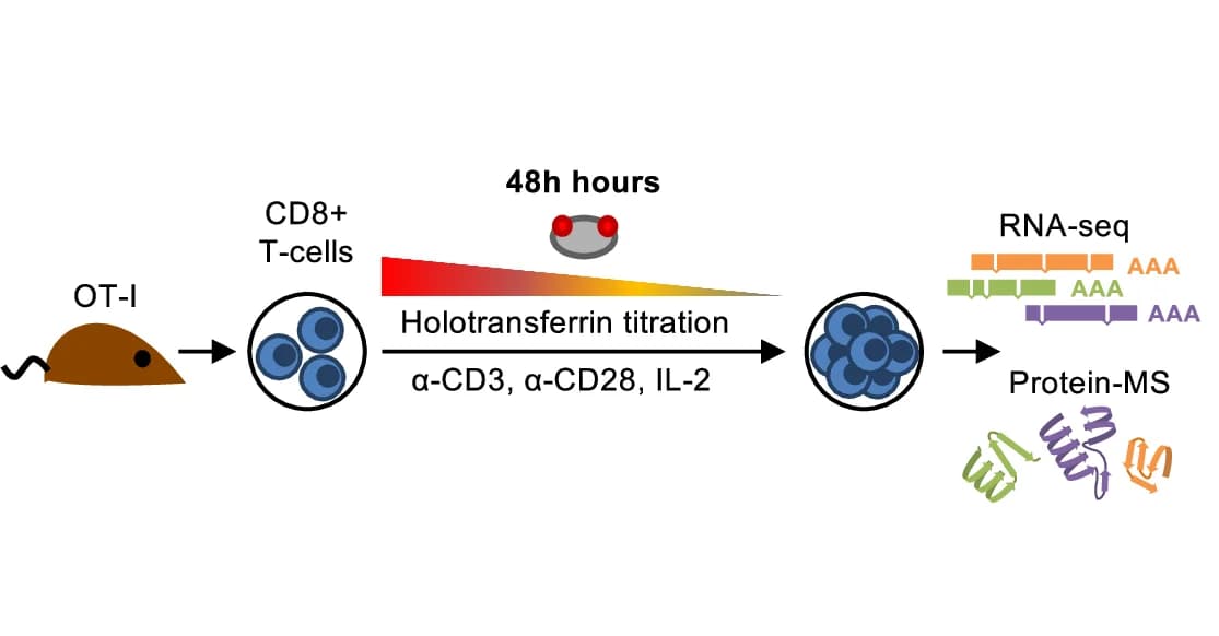 Open access visualization of Workflow, Flowchart, Illustration, CD8+ OT-I T Cells, Holotransferrin