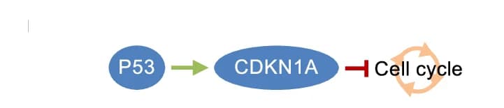 Open access visualization of Workflow, Flowchart, p53, CDKN1A Expression, G1-S Phase Transition