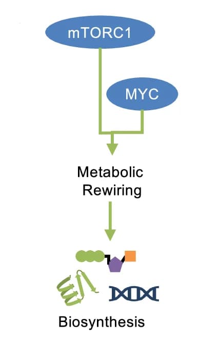 Open access visualization of Workflow, Flowchart, Illustration, mTORC1, MYC