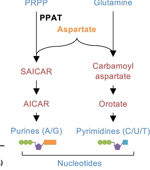 Open access visualization of Workflow, Flowchart, Aspartate, Purine Nucleotides, Pyrimidine Nucleotides