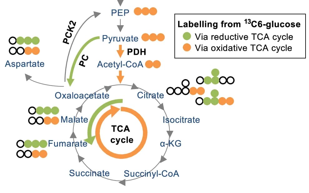Open access visualization of Workflow, Illustration, Pathway, 13C6-glucose Tracing, TCA Cycling