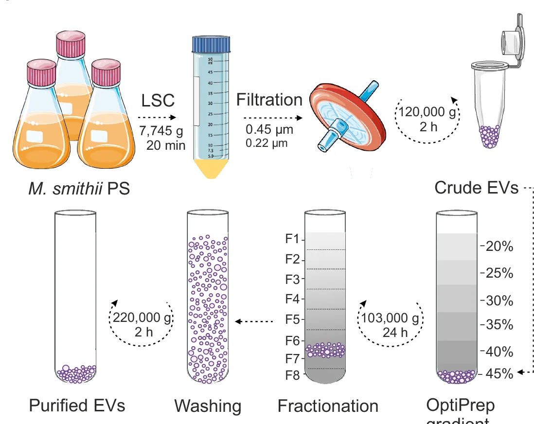 Open access visualization of Workflow, M. Smithii EVs, Extracellular Vesicles, Ultracentrifugation, OptiPrep Gradient
