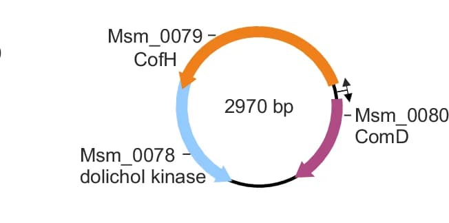 Open access visualization of Illustration, Genetic Map, Circular Element, ORFs, Promoters