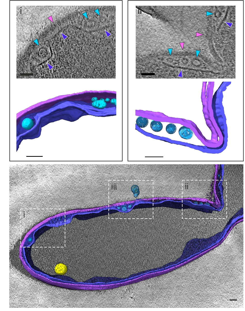 Open access visualization of Microscopy, Tomographic Reconstruction, M. Smithii Cell, Extracellular Vesicles, Membrane