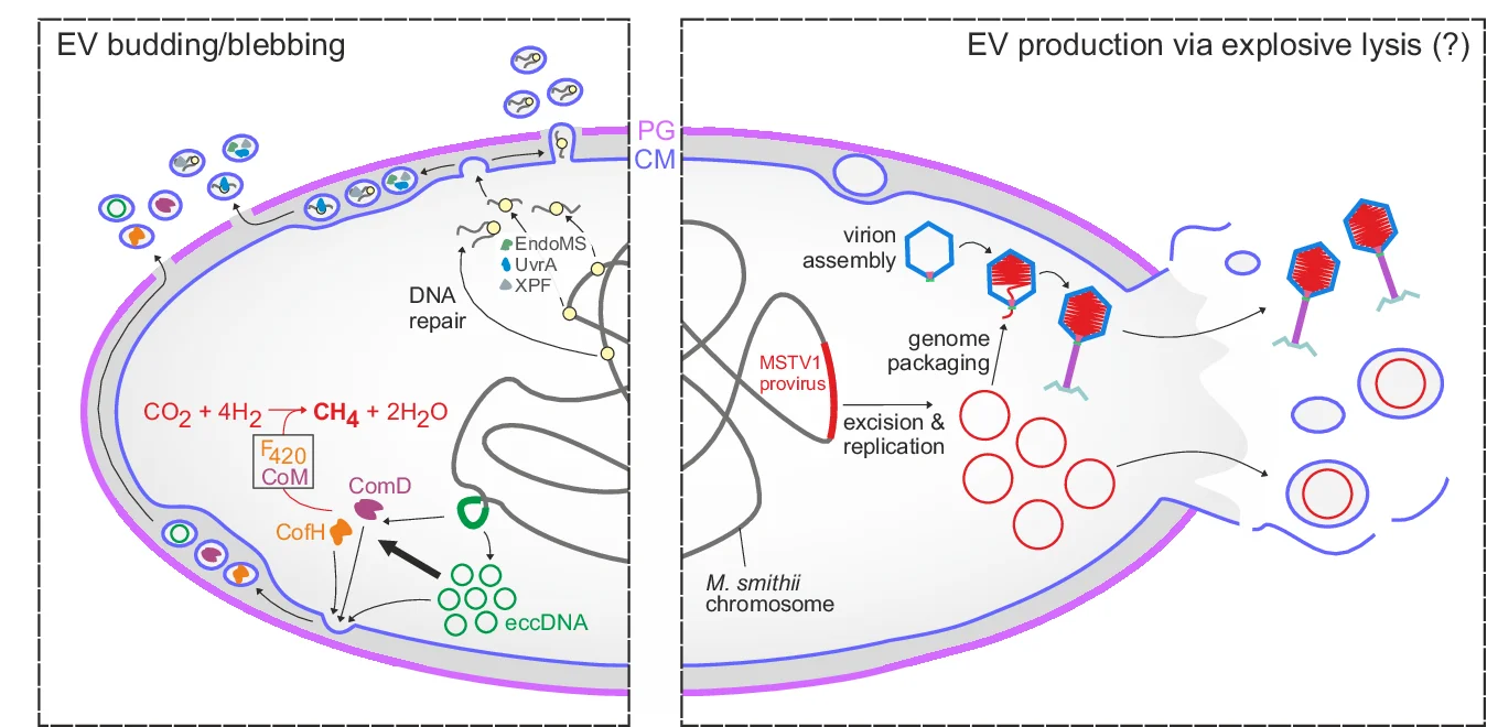 Open access visualization of Workflow, Illustration, Schematic Representation, Extracellular Vesicles Biogenesis, M. Smithii Cell