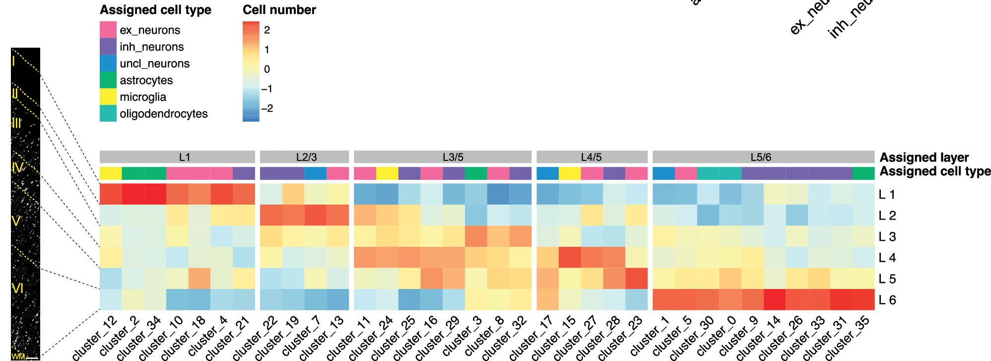 Open access visualization of Heatmap, Cell Distribution, Clusters, Cortical Layers, CtrlCV Samples