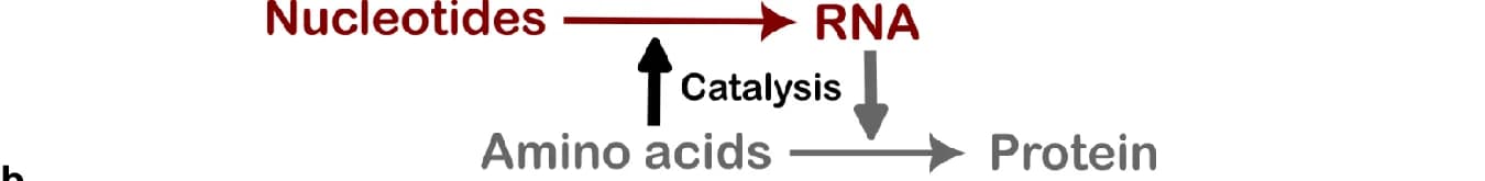 Open access visualization of Workflow, Flowchart, RNA, Proteins, Amino Acids