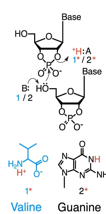 Open access visualization of Chemical Structure, Mechanism, Amino Acid Catalysis, RNA Oligomerisation, Proton Transfer