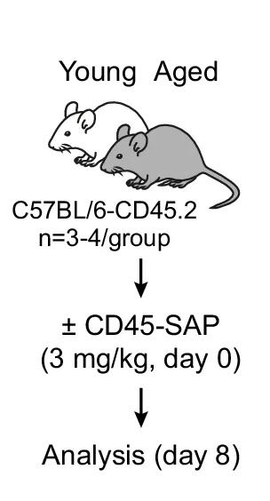 Open access visualization of Workflow, Illustration, Experimental Design, Mice, CD45-SAP