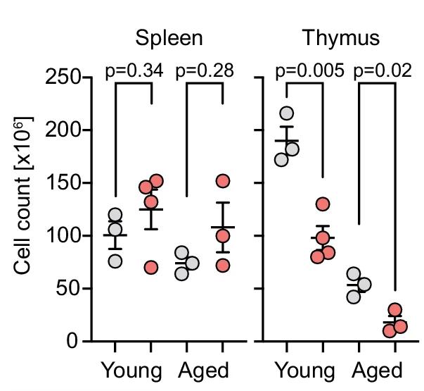 Open access visualization of Scatter Plot, Error Bars, Spleen, Thymus, Cellularity