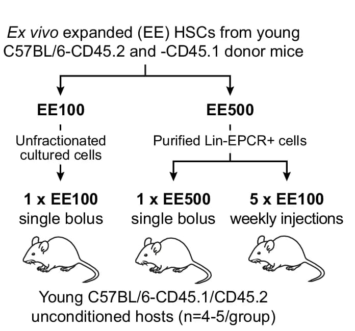 Open access visualization of Workflow, Illustration, Experimental Design, Hematopoietic Stem Cells, HSCs
